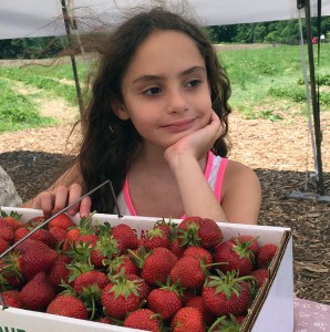 Organic Strawberry Picking Trip to Upstate, NY thumbnail